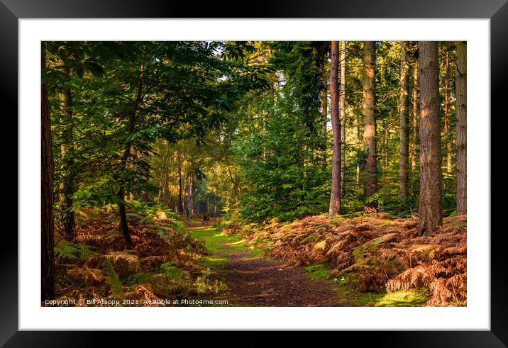 Sandringham woods. Framed Mounted Print by Bill Allsopp