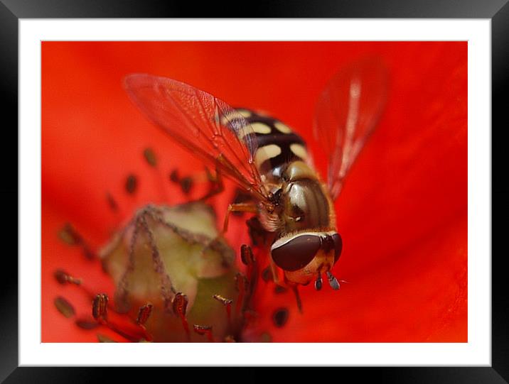 Hoverfly On A Poppy Framed Mounted Print by Louise Godwin