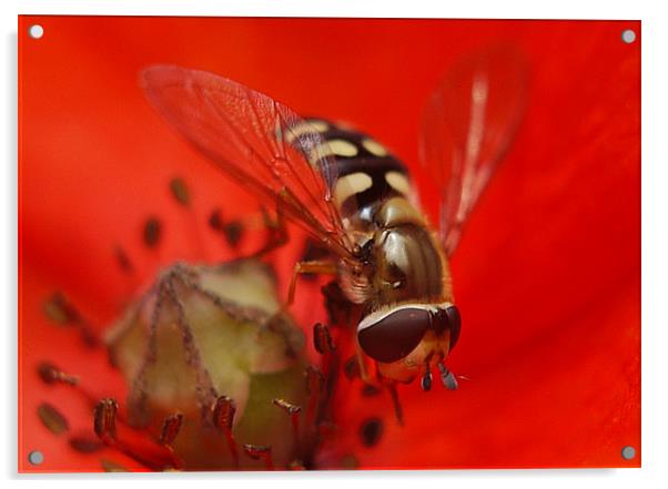 Hoverfly On A Poppy Acrylic by Louise Godwin