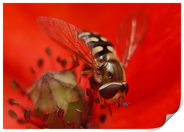 Hoverfly On A Poppy Print by Louise Godwin