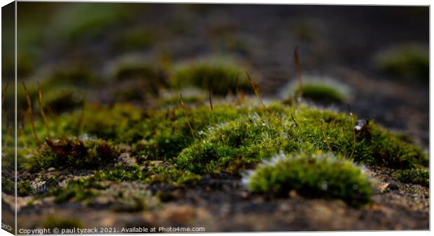 Mossy bank Canvas Print by Paul Tyzack