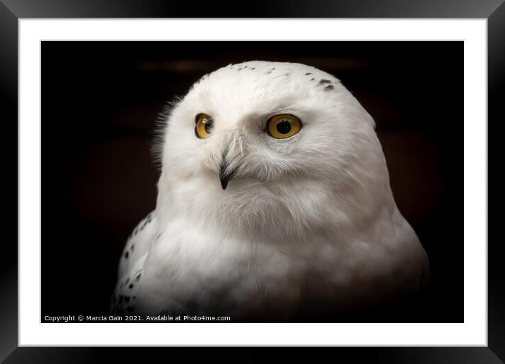 Snowy Owl Portrait Framed Mounted Print by Marcia Reay