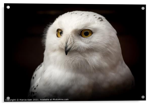 Snowy Owl Portrait Acrylic by Marcia Reay