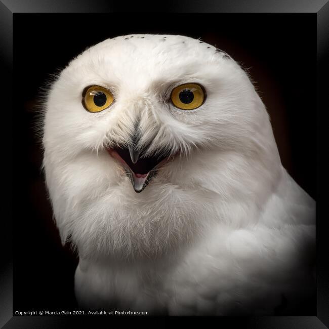 Snowy Owl Portrait Framed Print by Marcia Reay