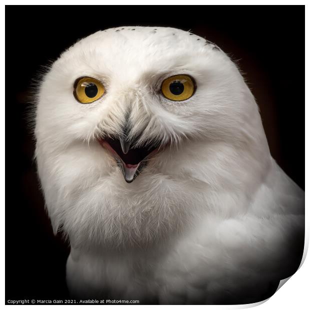 Snowy Owl Portrait Print by Marcia Reay