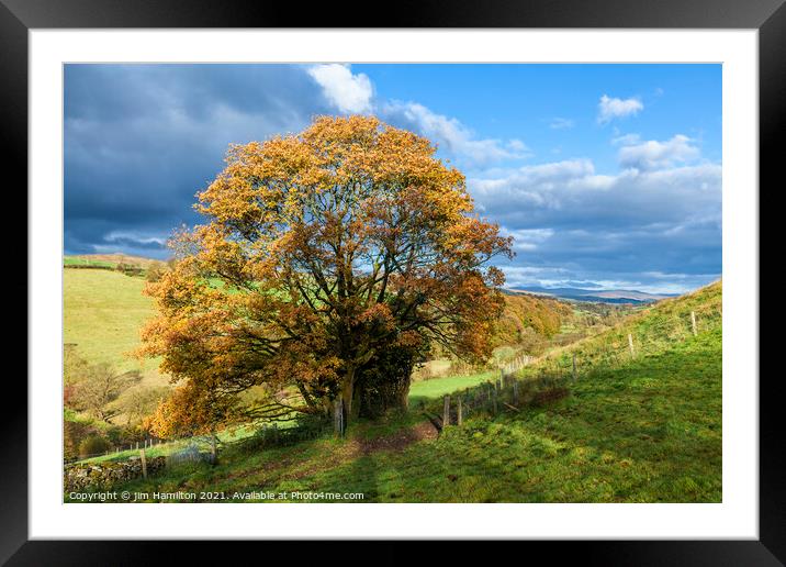 Autumn Sunshine Framed Mounted Print by jim Hamilton