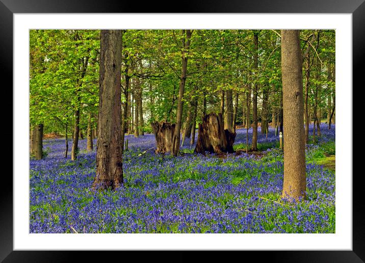 Bluebell Woods Greys Court Oxfordshire England UK Framed Mounted Print by Andy Evans Photos