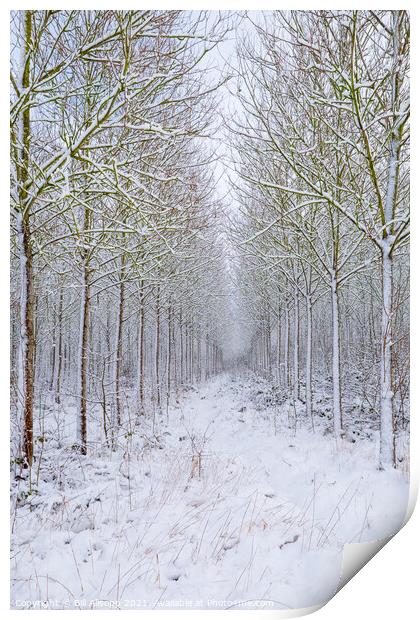 Woodland in winter. Print by Bill Allsopp