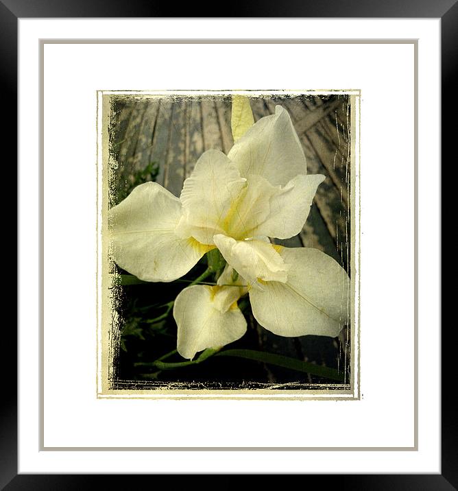 antique lily Framed Mounted Print by Heather Newton