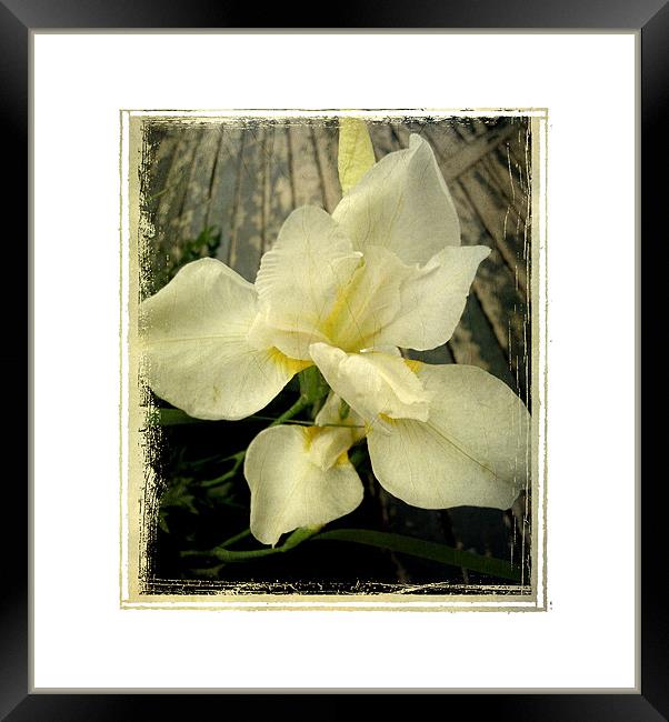 antique lily Framed Print by Heather Newton