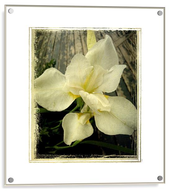 antique lily Acrylic by Heather Newton
