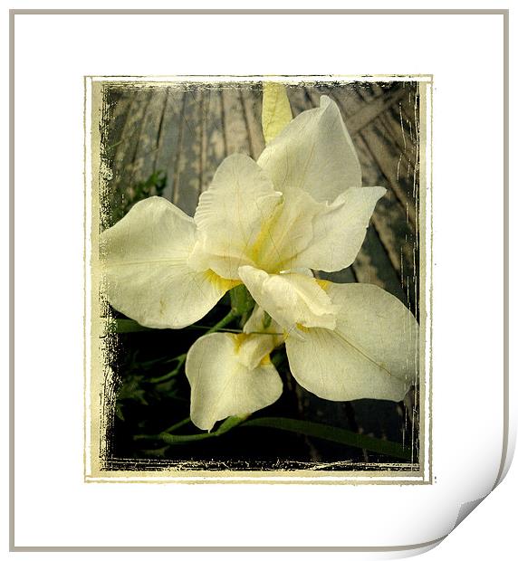 antique lily Print by Heather Newton