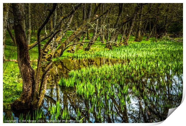 Wild Iris. Print by Bill Allsopp