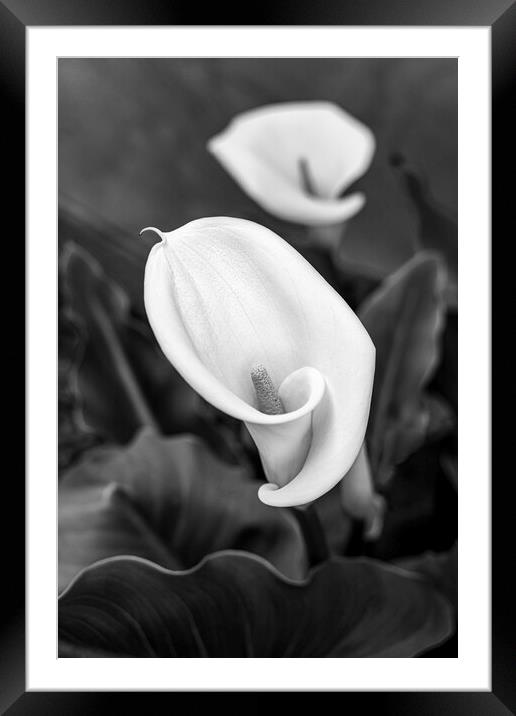 Calla, or, Aurum lily Framed Mounted Print by Phil Crean