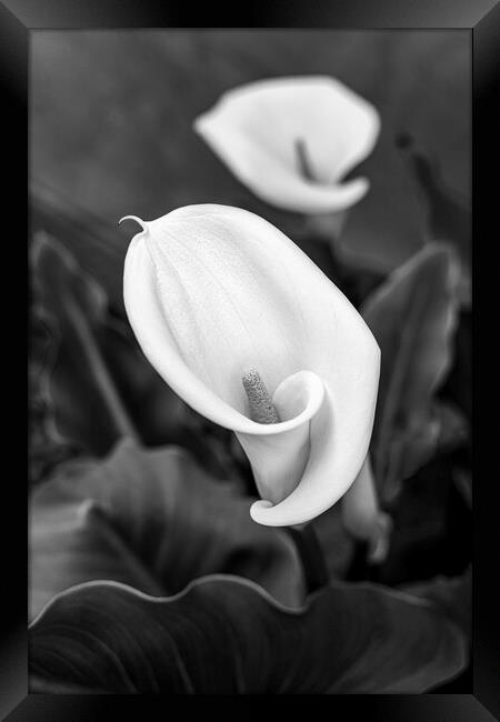 Calla, or, Aurum lily Framed Print by Phil Crean