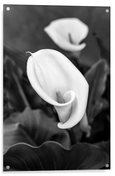 Calla, or, Aurum lily Acrylic by Phil Crean
