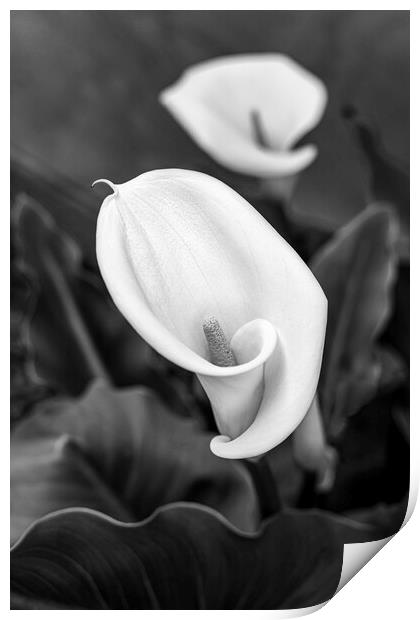 Calla, or, Aurum lily Print by Phil Crean