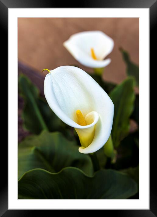 Aurum lily, or, Calla lily Framed Mounted Print by Phil Crean