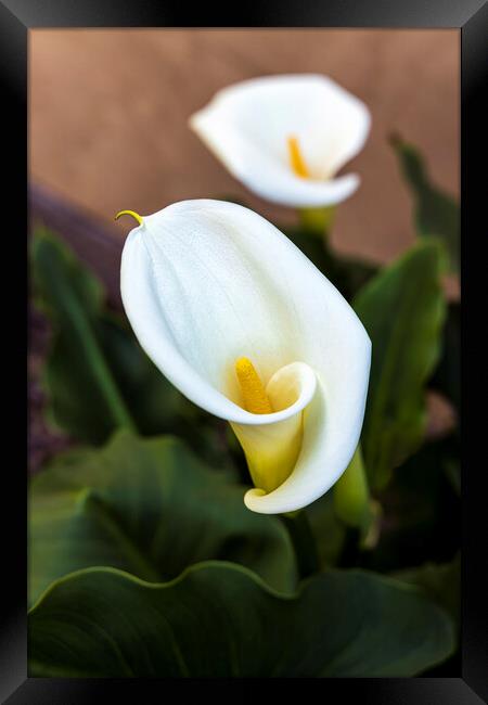 Aurum lily, or, Calla lily Framed Print by Phil Crean