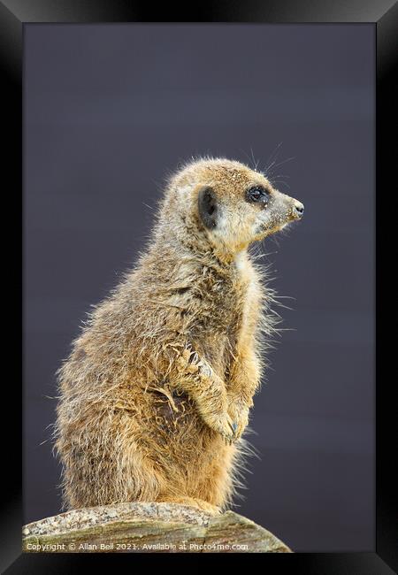 Meerkat on lookout duty Framed Print by Allan Bell