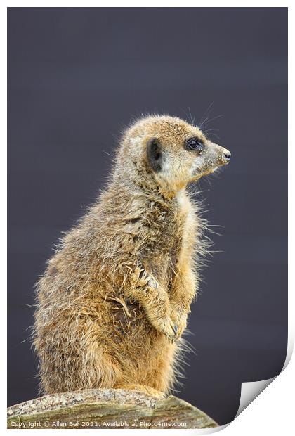 Meerkat on lookout duty Print by Allan Bell