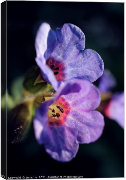 Pulmonaria, Lungwort flowers, in Spring  Canvas Print by Imladris 