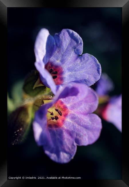 Pulmonaria, Lungwort flowers, in Spring  Framed Print by Imladris 