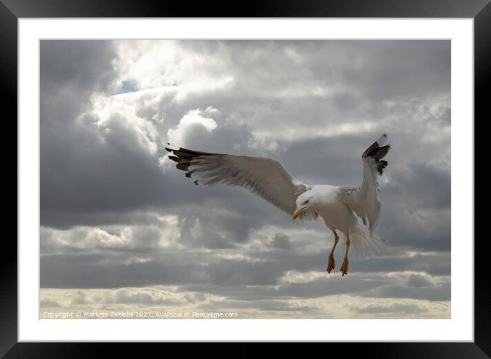 Landing Seagull Framed Mounted Print by Marketa Zvelebil