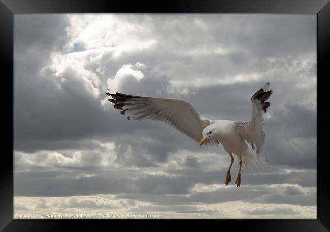 Landing Seagull Framed Print by Marketa Zvelebil