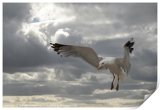 Landing Seagull Print by Marketa Zvelebil