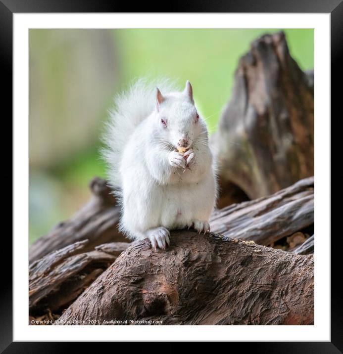  Albino Gray Squirrel / Albino Grey Squirrel Framed Mounted Print by Dave Collins