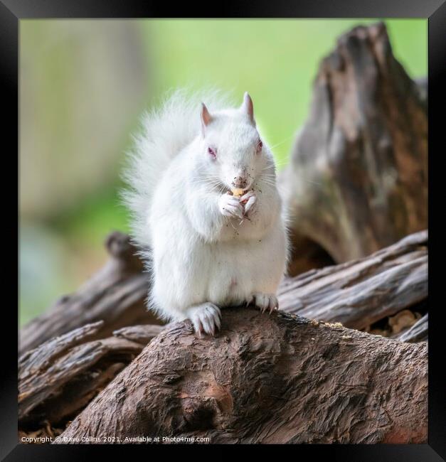  Albino Gray Squirrel / Albino Grey Squirrel Framed Print by Dave Collins