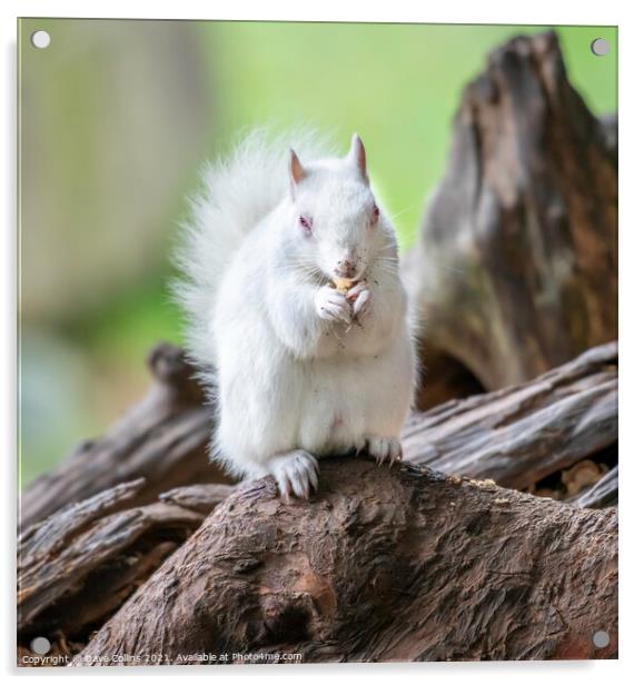  Albino Gray Squirrel / Albino Grey Squirrel Acrylic by Dave Collins