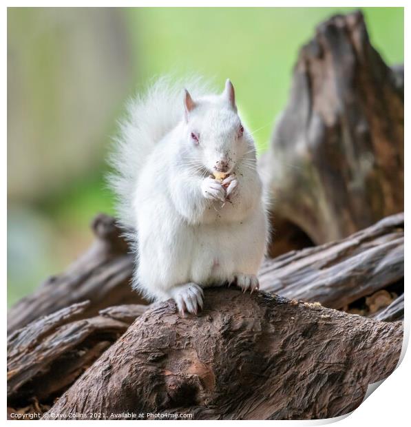  Albino Gray Squirrel / Albino Grey Squirrel Print by Dave Collins