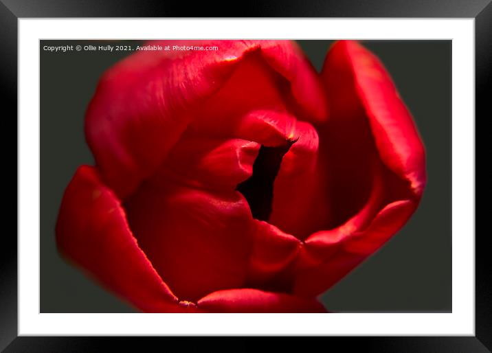 red tulip Framed Mounted Print by Ollie Hully