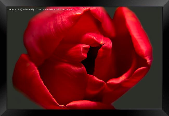 red tulip Framed Print by Ollie Hully