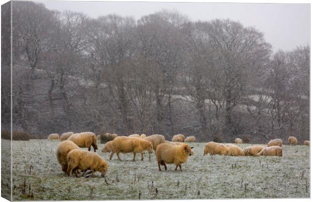 A herd of sheep in Winter Canvas Print by Leighton Collins