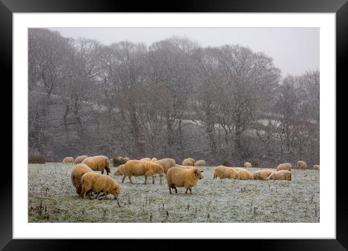 A herd of sheep in Winter Framed Mounted Print by Leighton Collins
