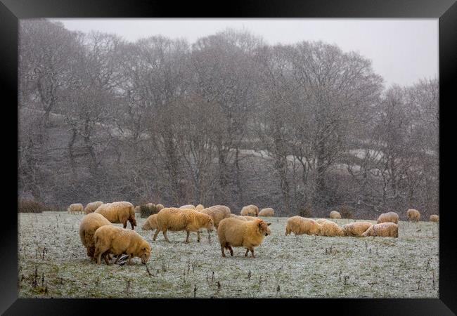 A herd of sheep in Winter Framed Print by Leighton Collins