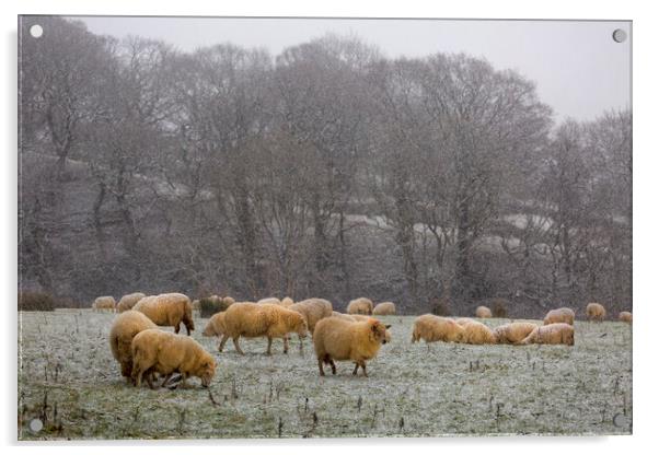 A herd of sheep in Winter Acrylic by Leighton Collins