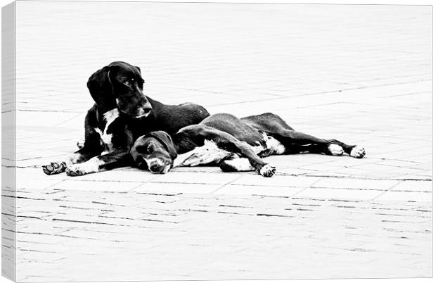 Two Dogs Canvas Print by Karen Martin