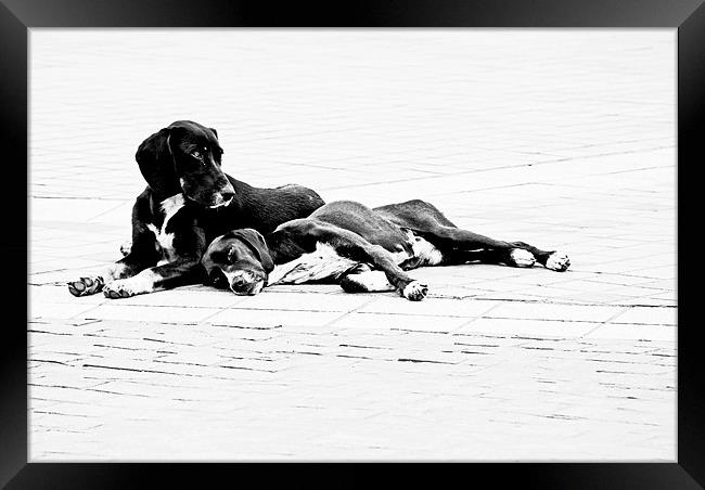 Two Dogs Framed Print by Karen Martin