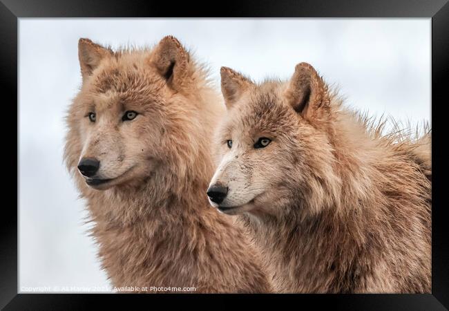 Two heads are better than one Framed Print by Ali Marley
