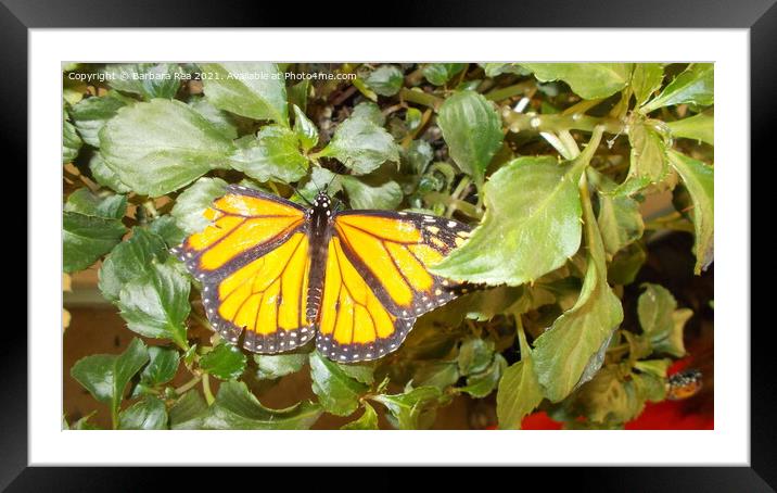 A Monarch Butterfly Framed Mounted Print by Barbara Rea