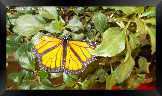 A Monarch Butterfly Framed Print by Barbara Rea