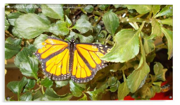 A Monarch Butterfly Acrylic by Barbara Rea