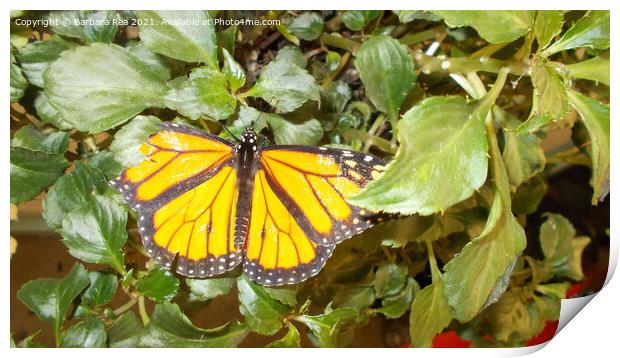 A Monarch Butterfly Print by Barbara Rea