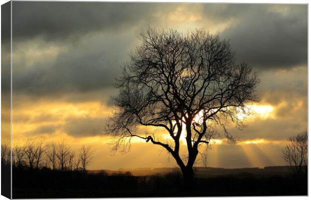 Isolated tree against a winter sky Canvas Print by Simon Johnson