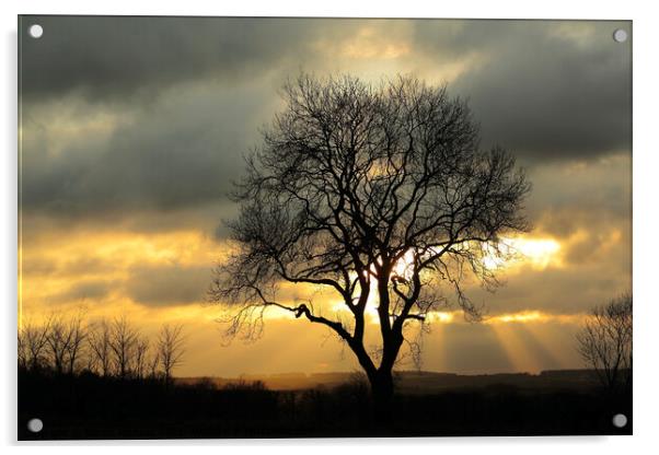 Isolated tree against a winter sky Acrylic by Simon Johnson