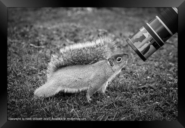 The Eastern Grey/Gray Squirrel Framed Print by Heidi Stewart